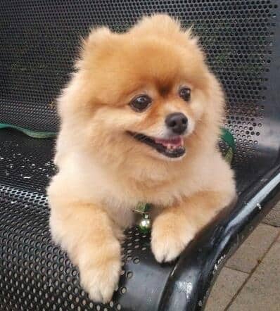 Pomeranian_Thank_You